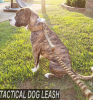 K9 leash; Bungee Tactical Dog Leash