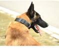Super strong large dog collar with D-Ring & Buckle
