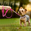 Dog Collar Crystal Glitter Rhinestone Pet Collars