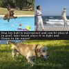 Squeaky Dog Toys; Bouncy & Durable for Small Medium Dogs