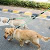 Double Dogs Leash No-Tangle Dogs Lead