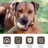 Pet Dog Toys For Large or Small Dogs