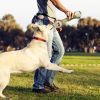 Pet Dog Toys For Large or Small Dogs