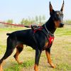 Multi Color Service Dog Harness And Leash Set