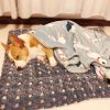 Dog sleeping mat warm thickened Sleeping pad blanket