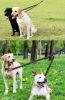 Dog Double Leashes - No Tangle Dog Leash Coupler