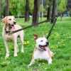 Dual Dog Leash; Tangle Free With Reflective Stitching