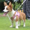 Reflective Pet Harness And Leash Set For Dog