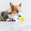 Dog Squeaky Ball Toy; Tooth Cleaning Ball