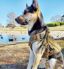 K9 leash; Bungee Tactical Dog Leash