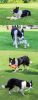 Dog plush chew toys for grinding teeth